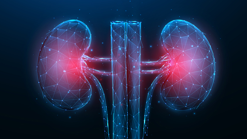 Kidneys and how they work - myDr.com.au