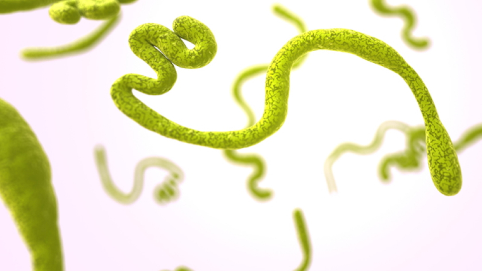 Trial for Bundibugyo Ebola treatment starts in DRC, WHO says