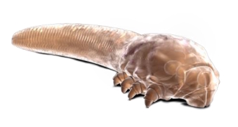 Demodex mite