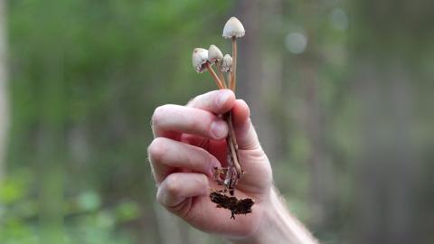 psilocybin 