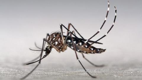 Chikungunya vaccine