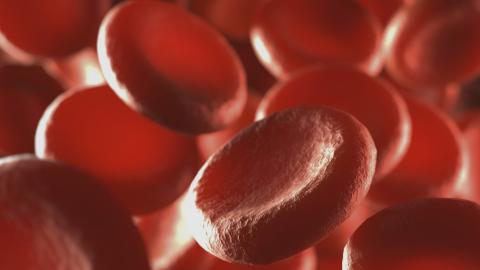 blood cells