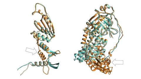 Visual comparison of the difference in structural prediction performance of AlphaFold2 (orange) against BaseFold (cyan) 