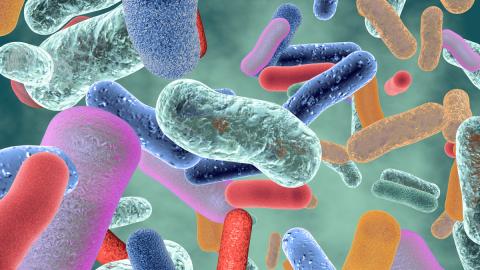 gut microbiome