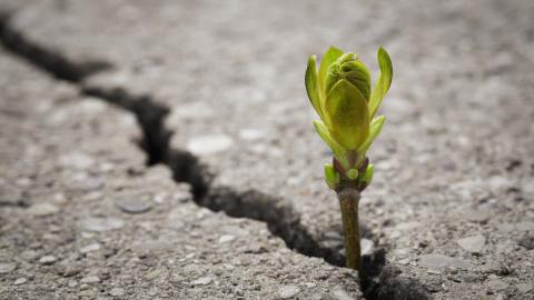 plant growing in difficult place