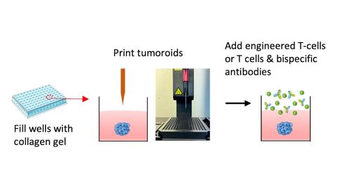 A 3D bioprinter creates small, three-dimensional tumours in a collagen gel that continue to grow. The researchers then add T-cells and observe what happens.