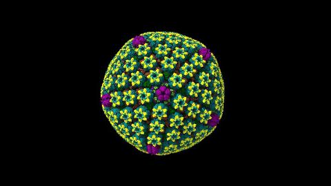 Herpes simplex virus (HSV-2) capsid visualisation