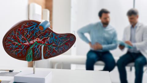 Liver anatomical model with patient and doctor in the background