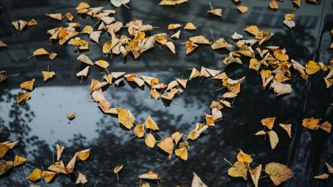 Heart of autumn leaves