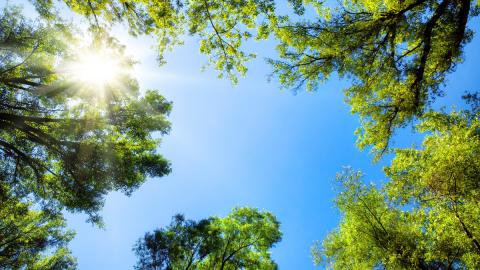 treetops with sunlight shining through