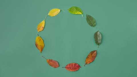 abstract lifecycle using leaves