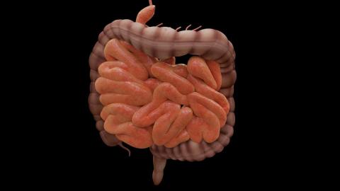 graphic of intestinal system