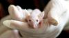 FDA publishes advice on animal testing alternatives