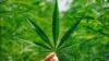 Trump’s DOJ reschedules medicinal marijuana, increasing access