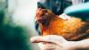 Pivotal trial of Moderna’s H5N1 bird flu jab gets underway