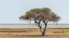 After rival fails, Cytokinetics could broaden Myqorzo label