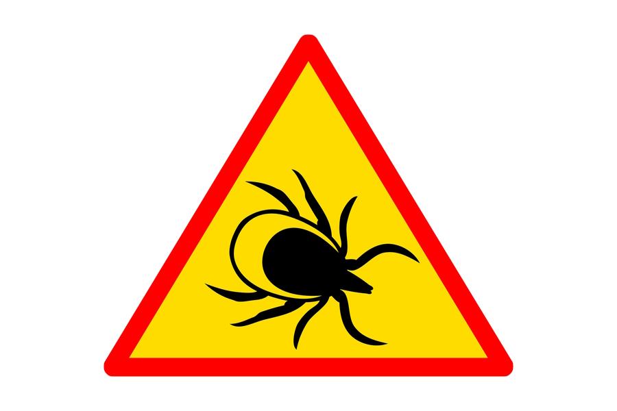 Ticks and lime disease