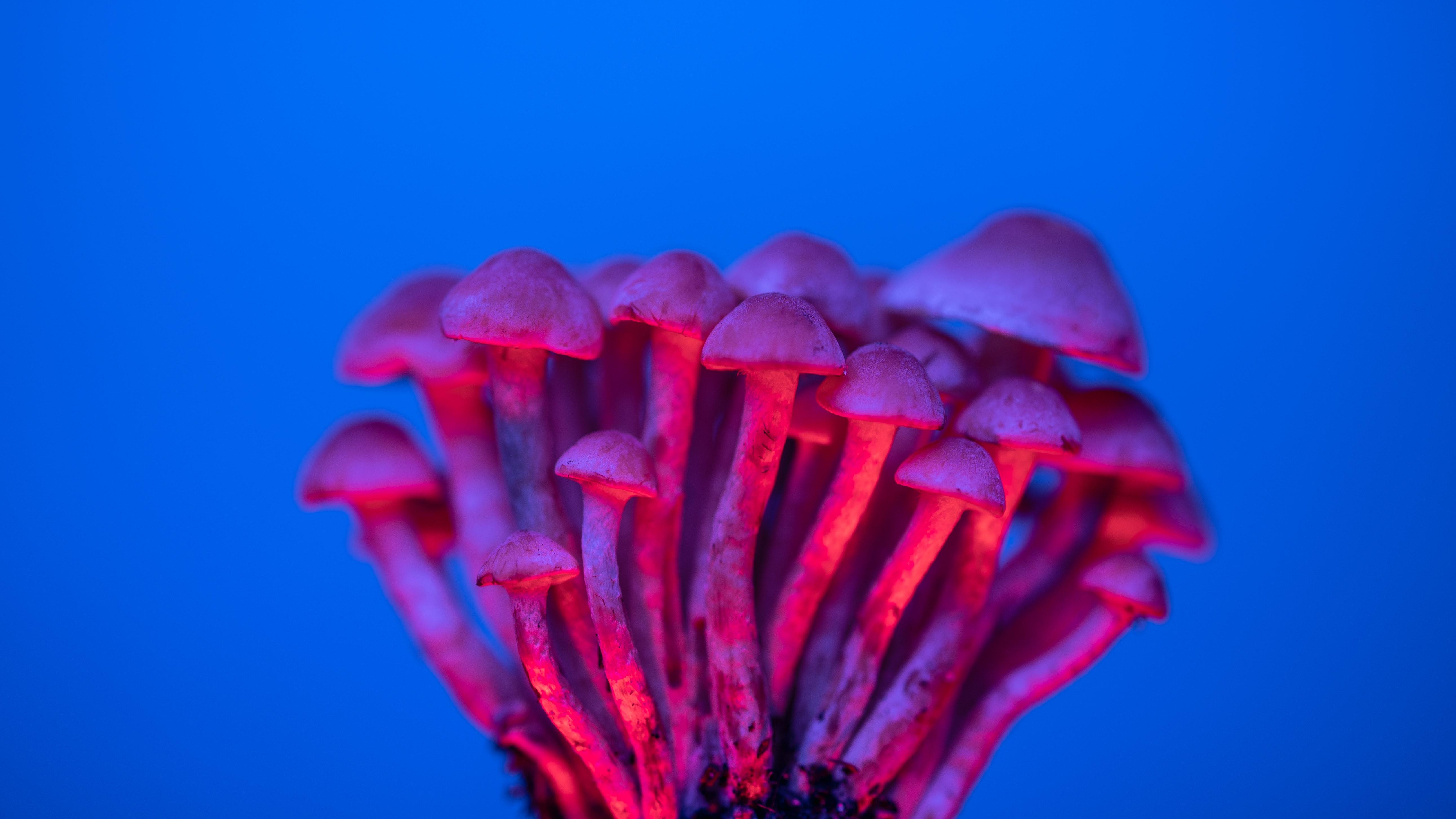 Study Shows Psilocybin Offers Cost-effective Solution For Major ...