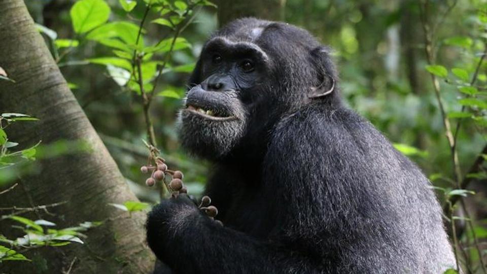 A Budongo chimpanzee feeding on the fruit of F. exasperate. 