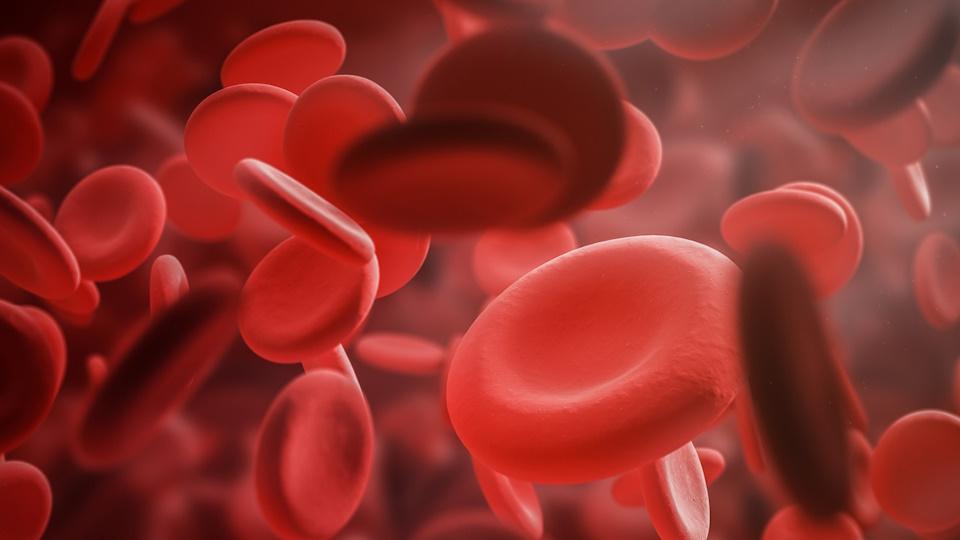 blood cells image for news article on haemophilia A
