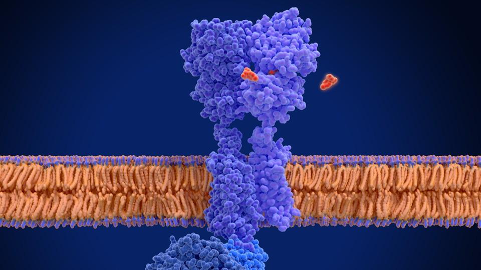 Activation of the G protein-coupled GABA B receptor by the agonist baclofen