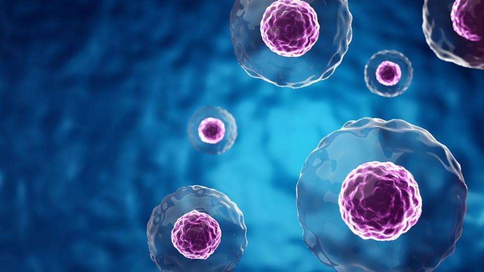 stem cells