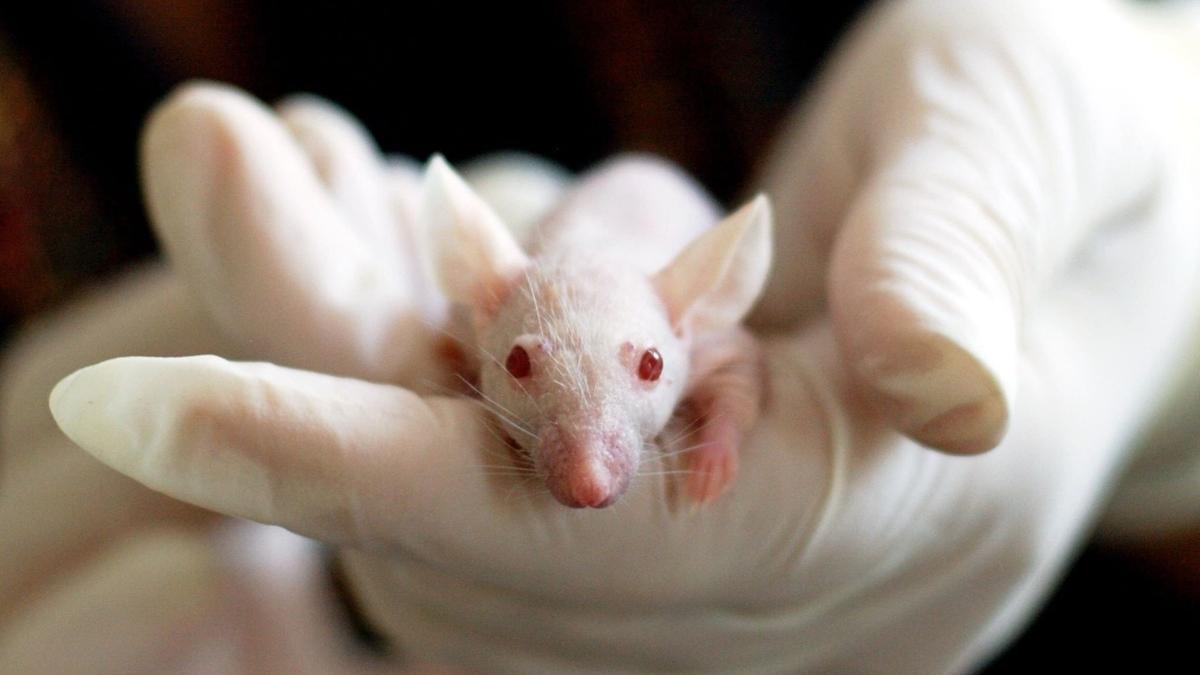 FDA publishes advice on animal testing alternatives