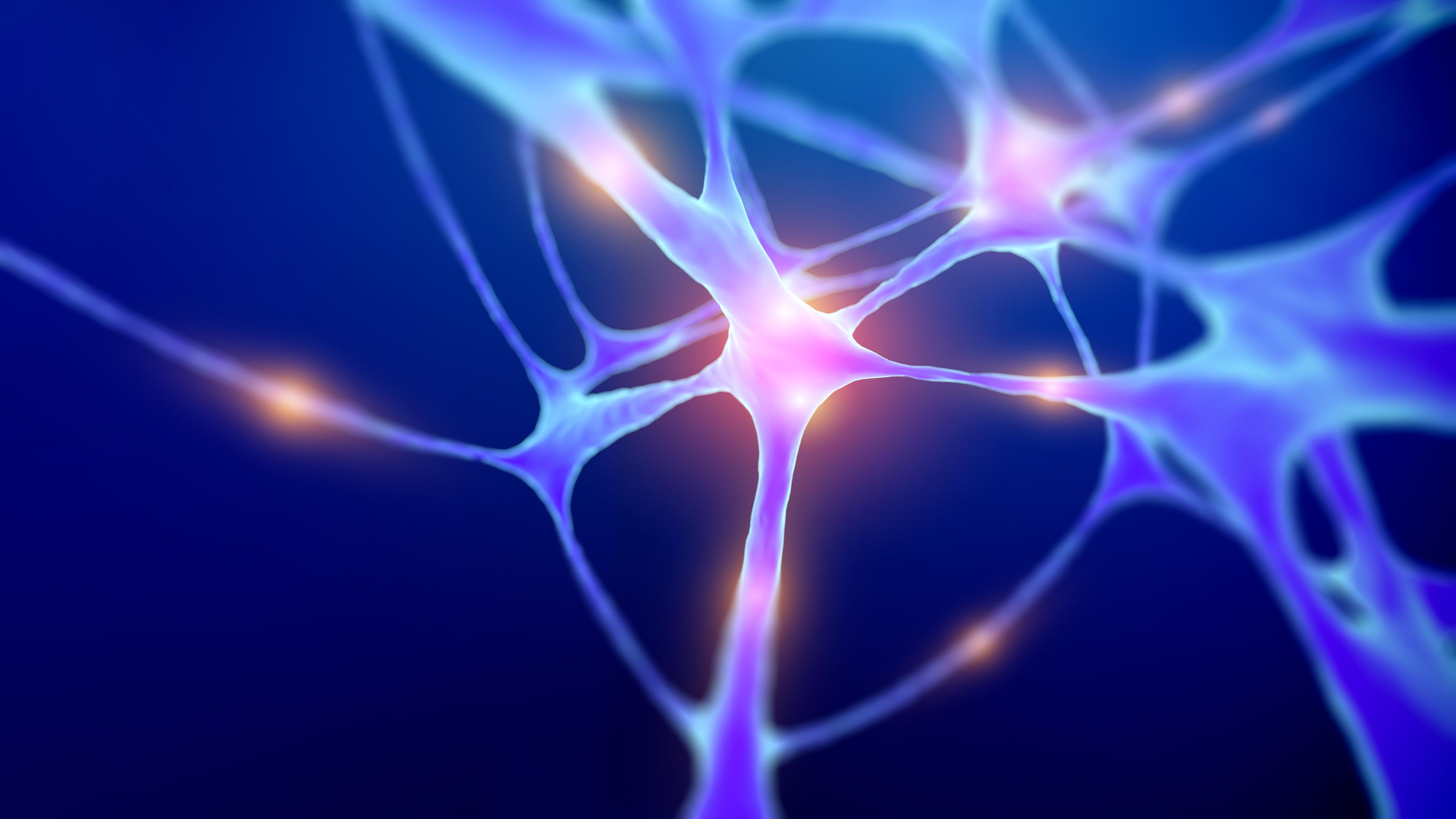 neurons