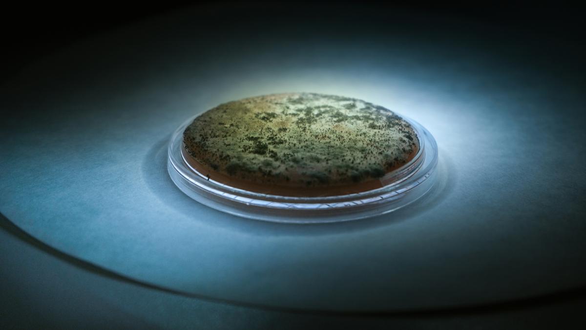 Scientists issue call to arms over antifungal resistance