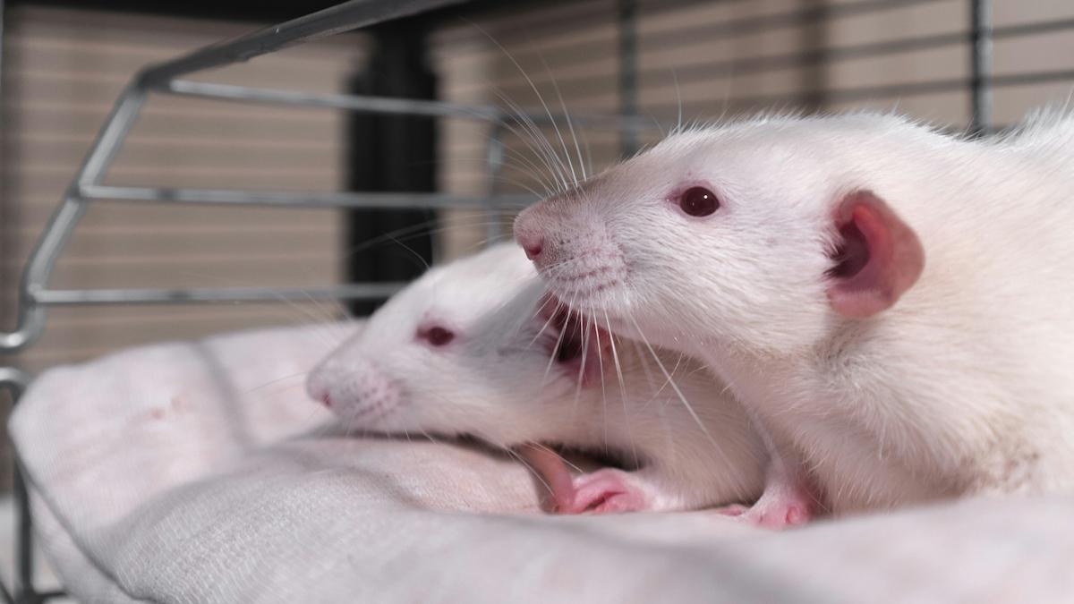 EMA seeks input on virtual alternatives to animal testing