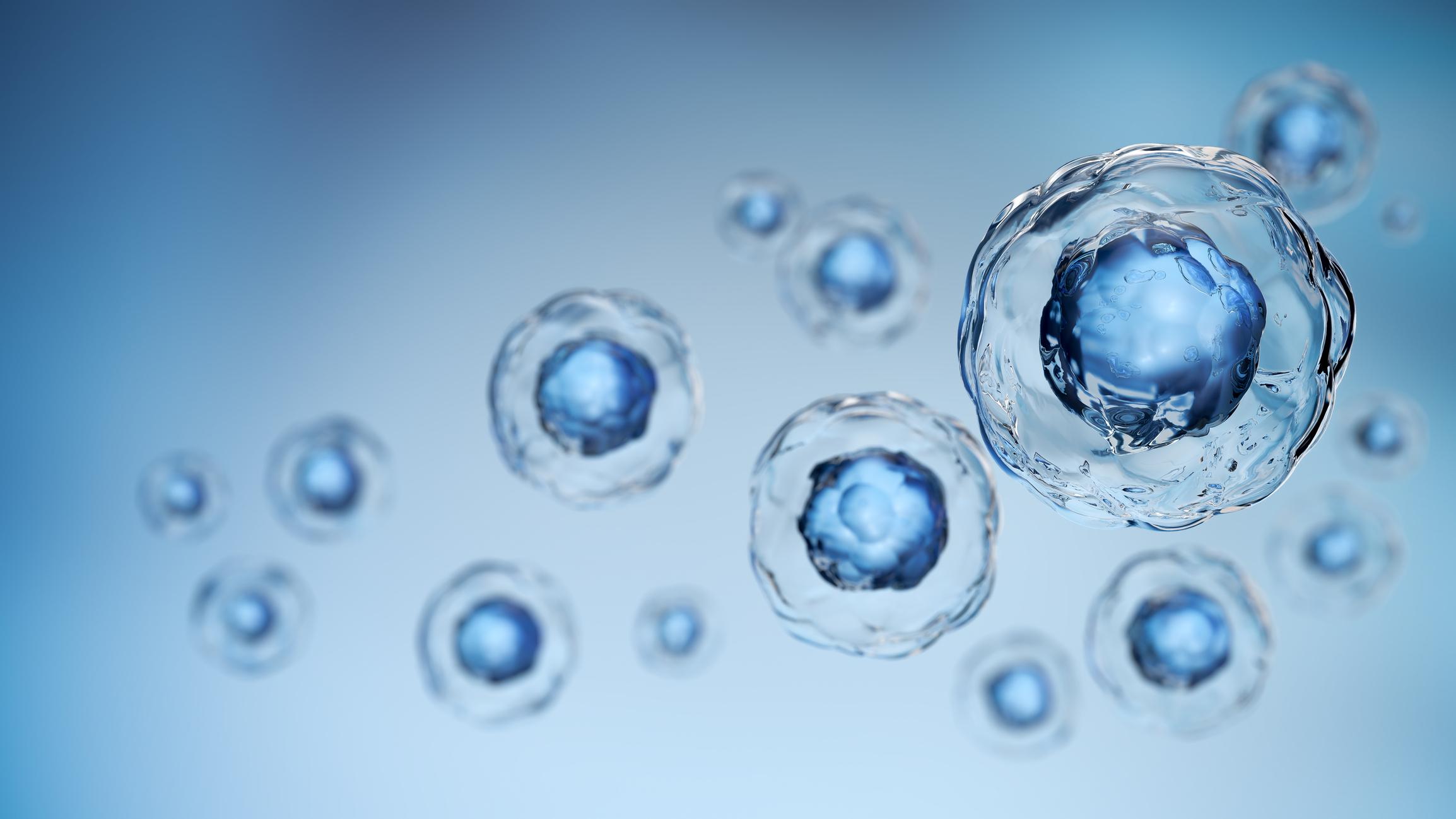 Human cells under the microscope