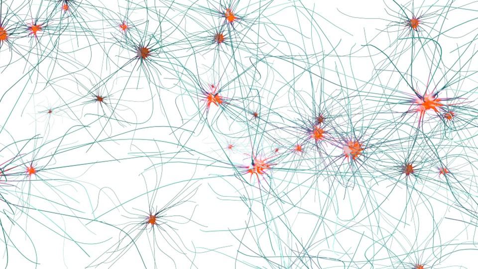 Neurons and synapses