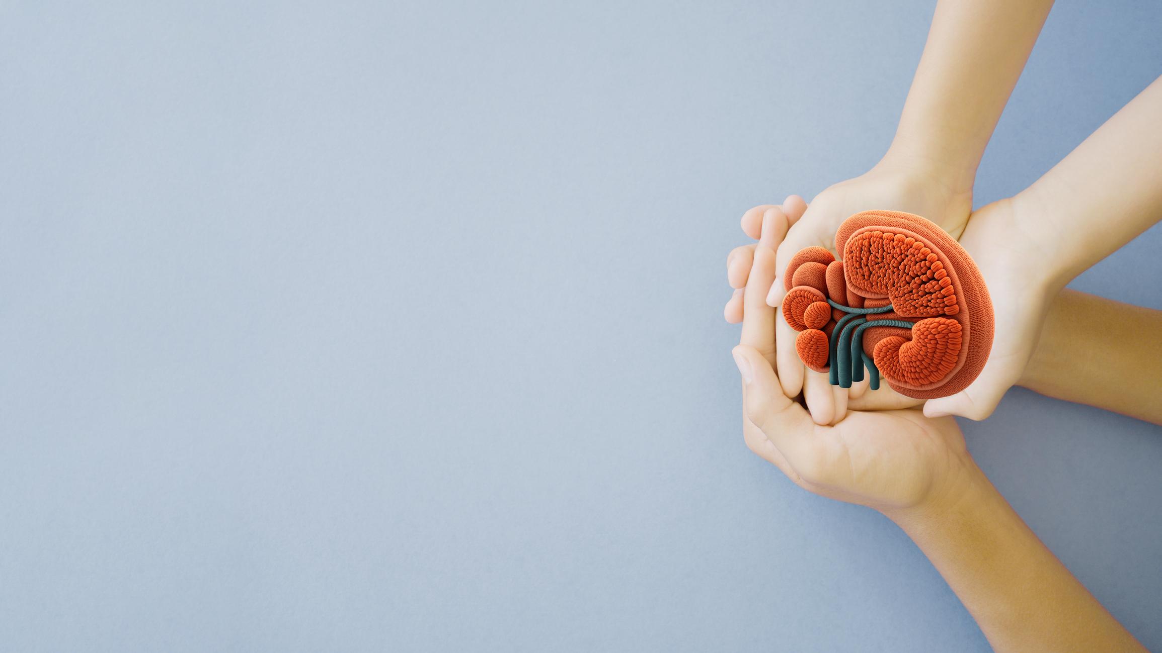 Hands holding graphic representation of a kidney on a blue background