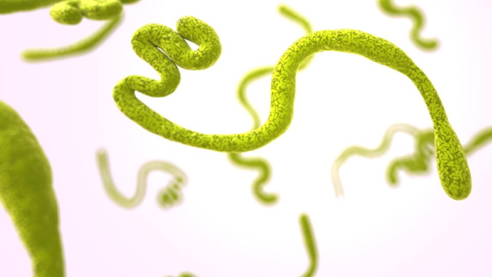 Trial of Bundibugyo Ebola drugs starts in DRC