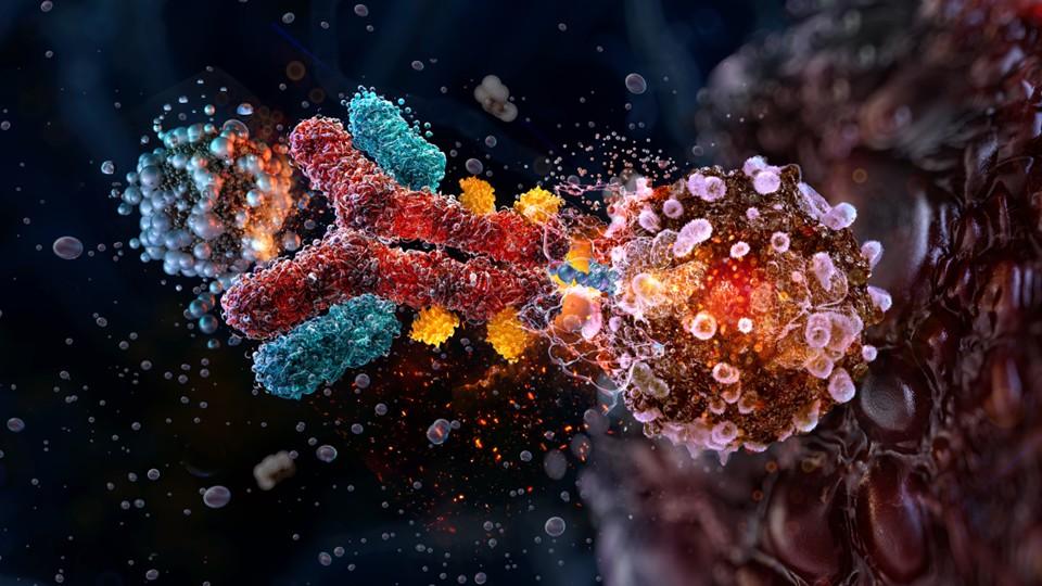 ADC linker in action to cancer cell