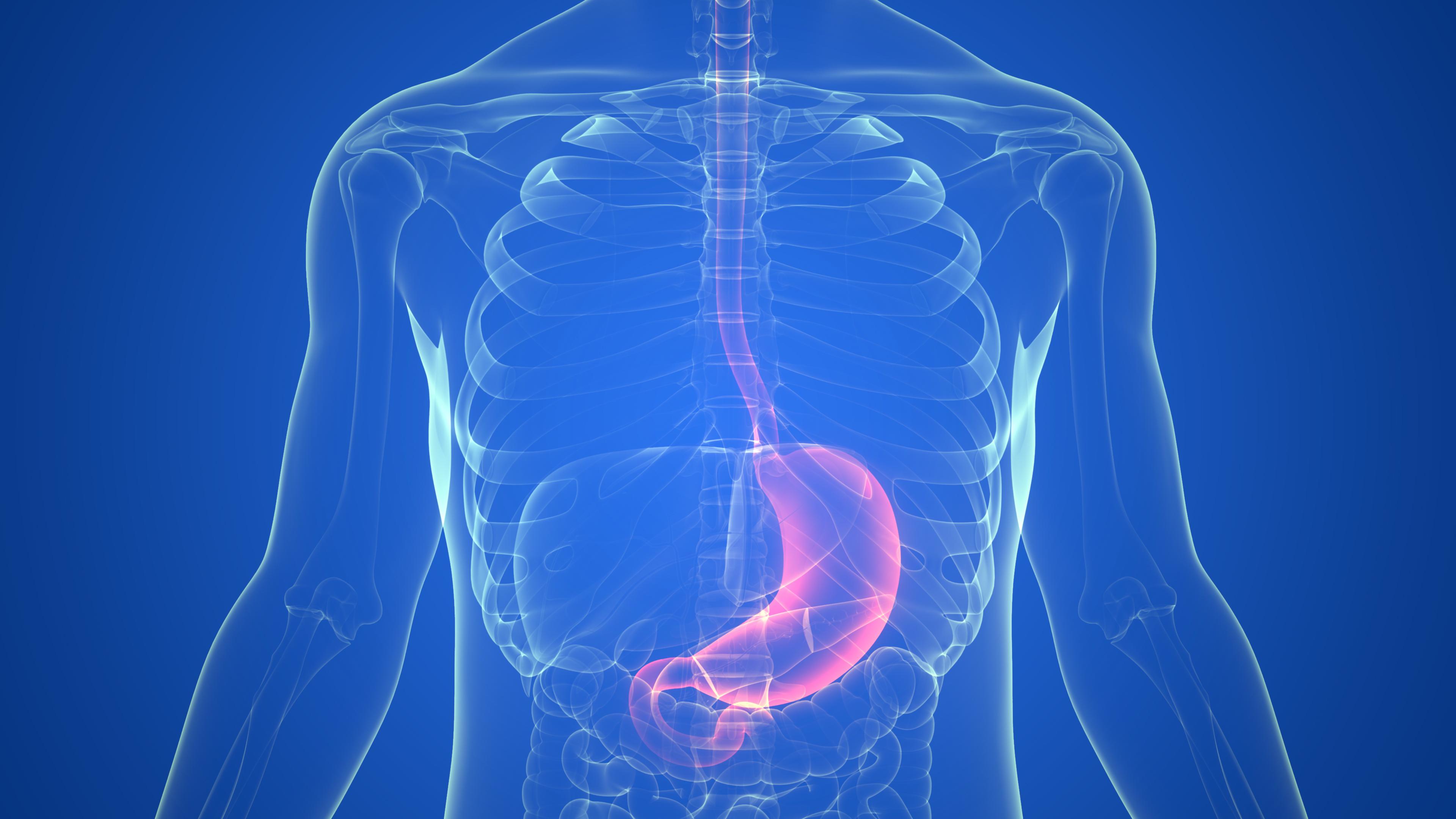 Gastric system on human x-ray