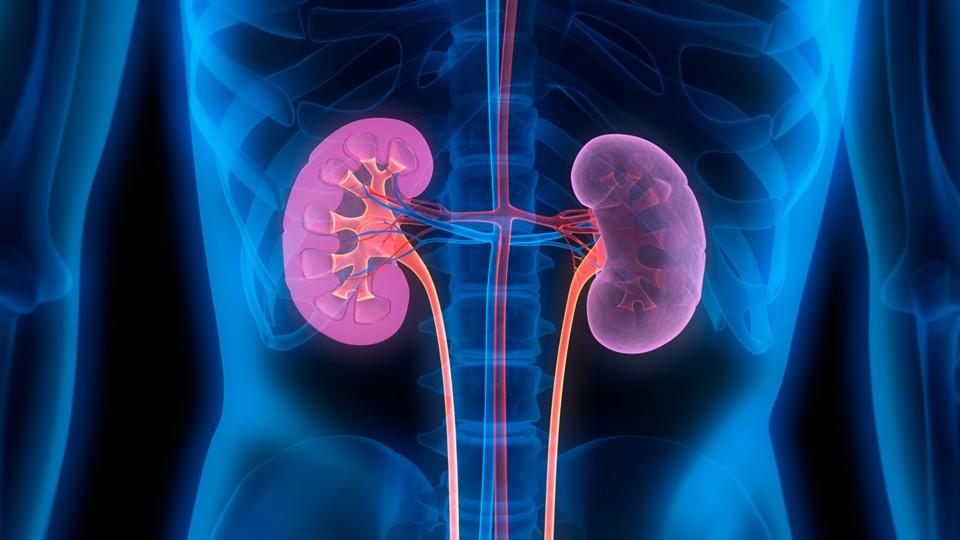 X-ray of kidneys concept, medical imaging