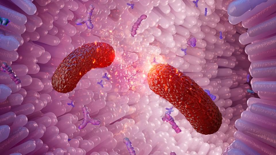 Inside of intestine at bacterial level - concept of microbiome meds