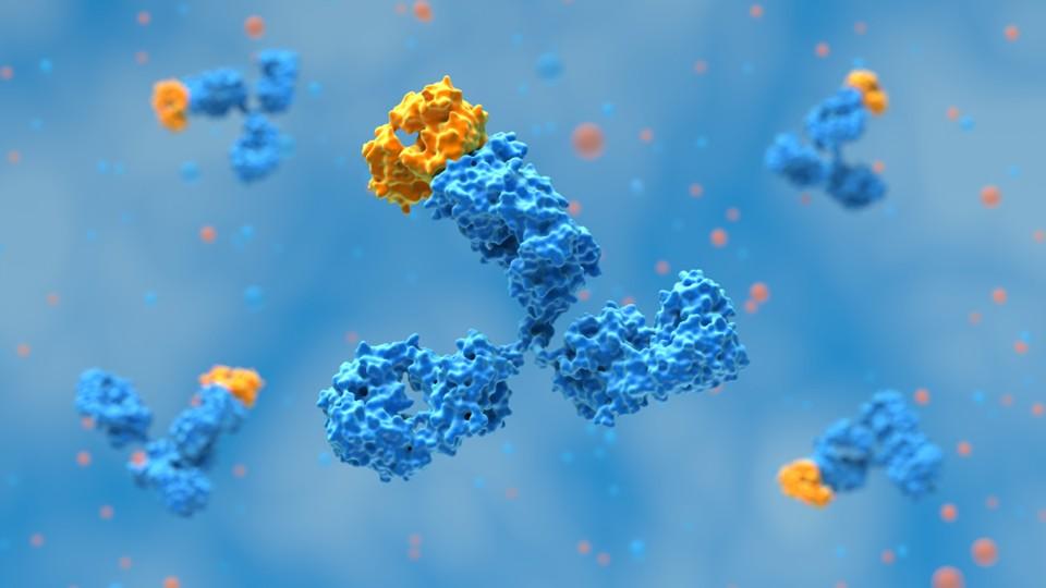 monoclonal antibody 3D representation