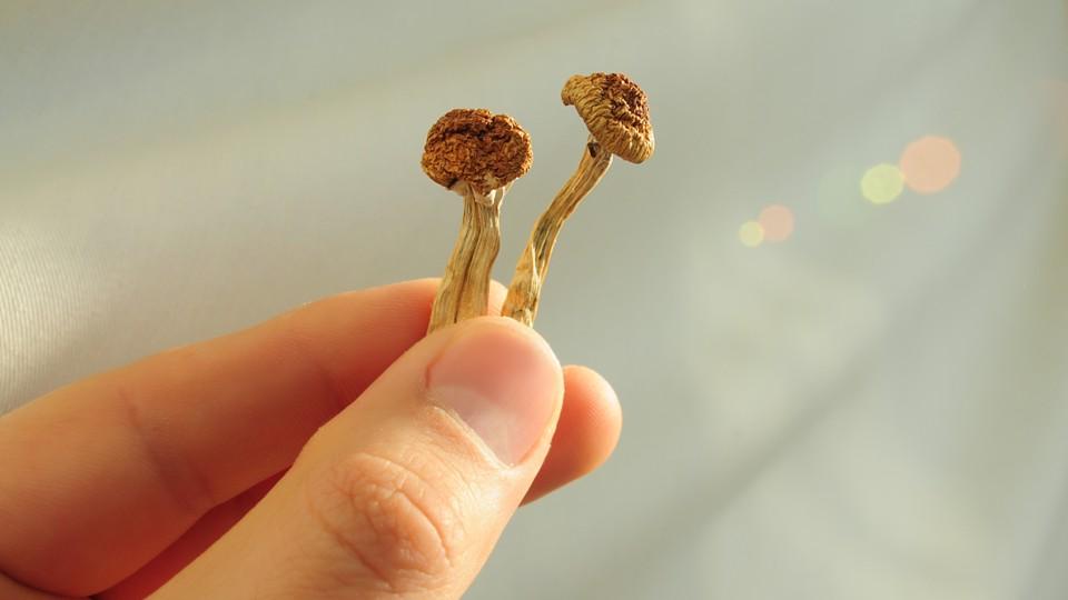 Hand holding psilocybin mushrooms