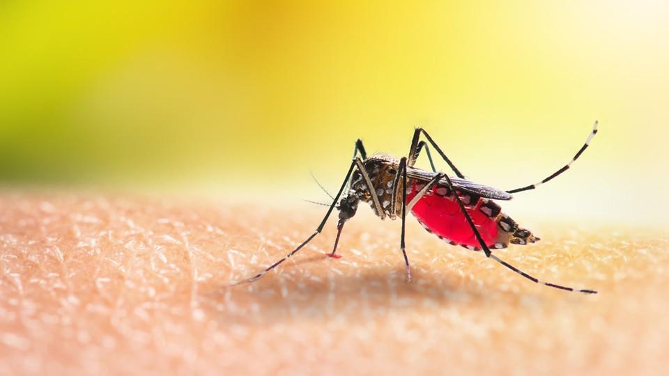 Mosquito feeding on human skin