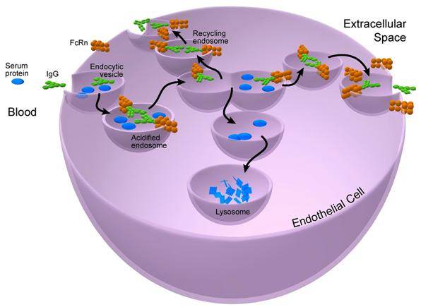 Prf1 Ko Mice (The Jackson Laboratory), Bioz