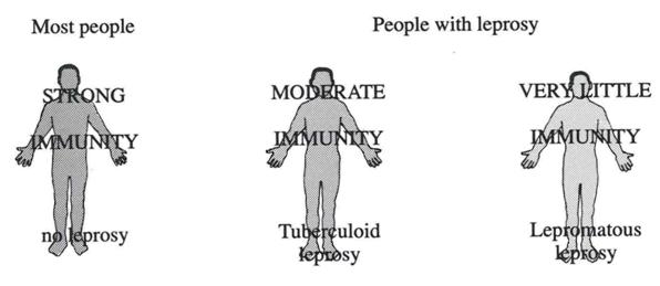 leprosy diagram