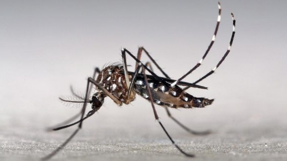 AedesMosquito