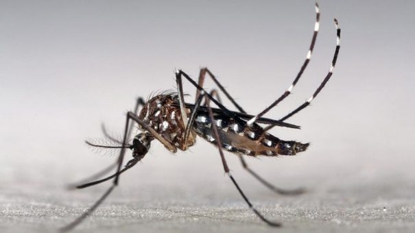 What doctors say about Zika virus