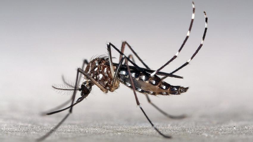 Hyundai Bio plans trials of antiviral for dengue fever