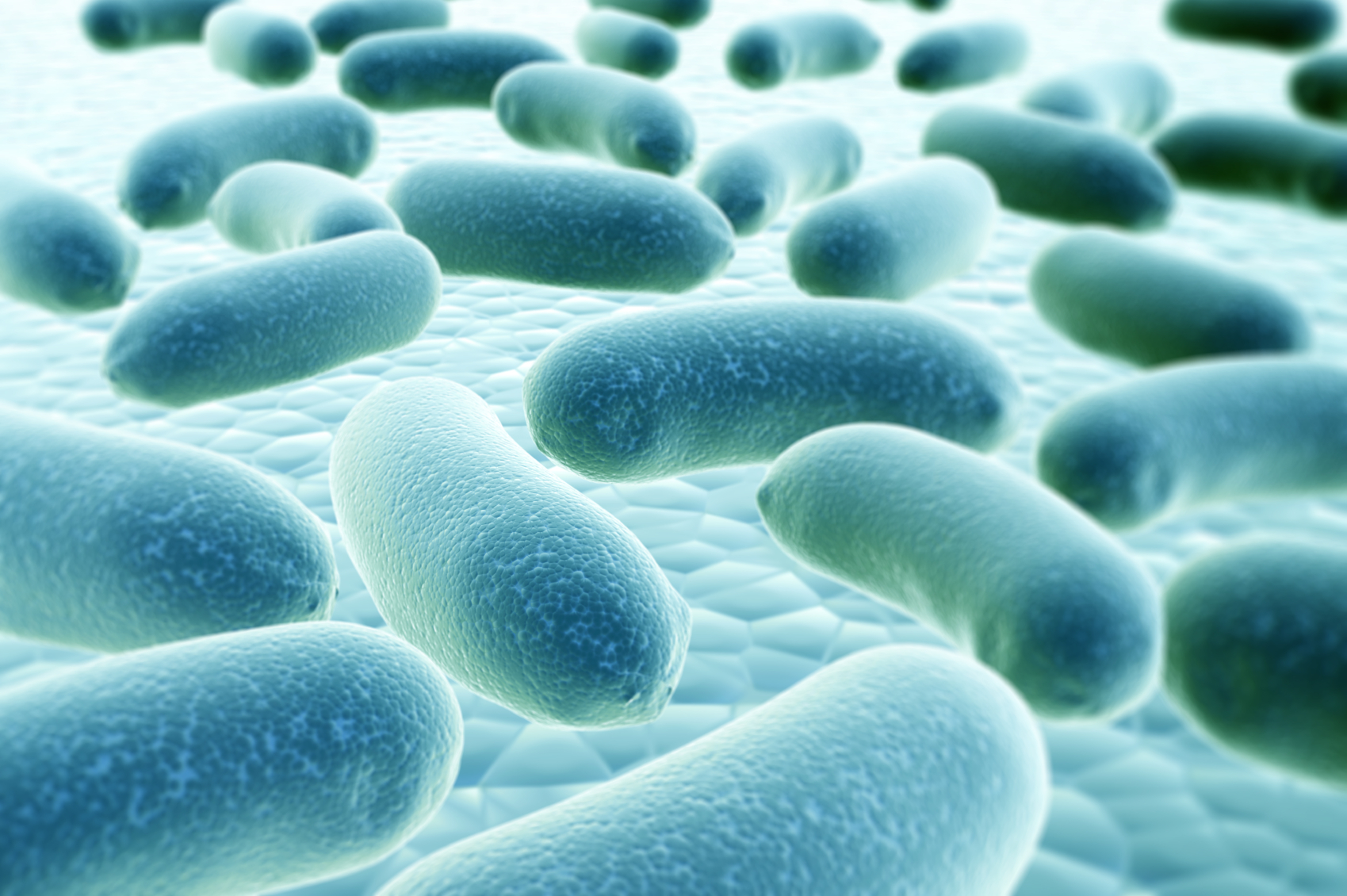 Colony of pathogen bacteria - 3d render