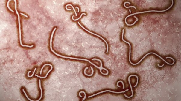 J&J’s Ebola vaccine approved in EU