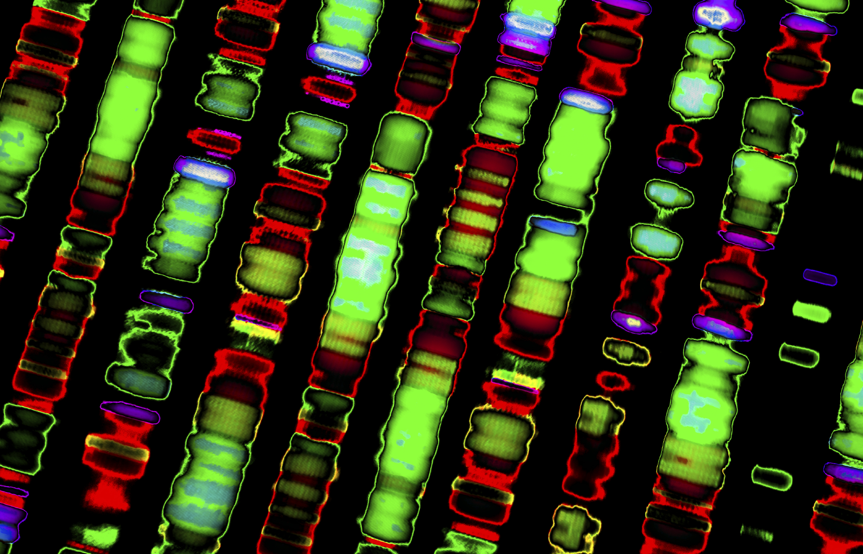 DNA sequence