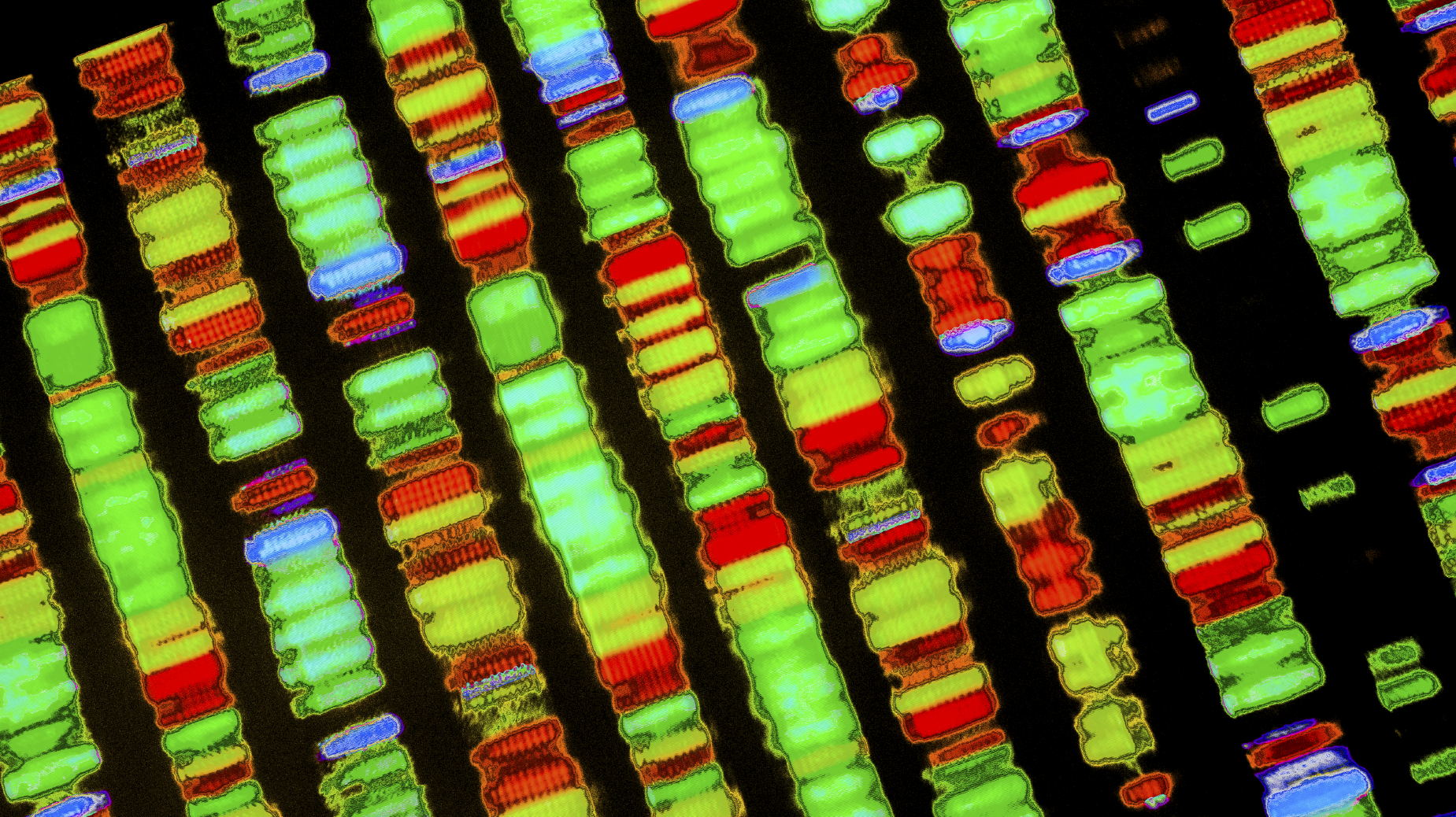 DNA sequence
